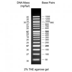 50 bp DNA Ladder with 6× Loading Dye