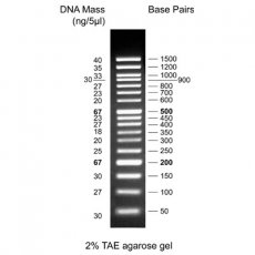 50 bp DNA Ladder with 6× Loading Dye