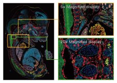 Fluorescence imaging module for S60 Fluorescence imaging module for S60