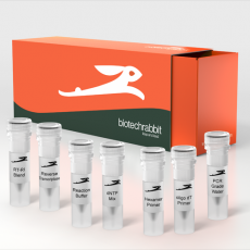 cDNA Synthesis Kit 250