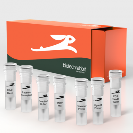 cDNA Synthesis Kit 10 cDNA Synthesis Kit 10
